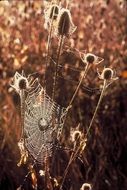 Cobwebs on a plants