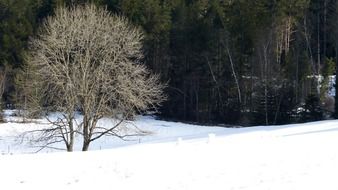 tree in the snow near the black forest