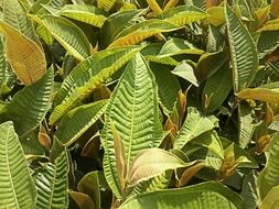 green leaves growth macro