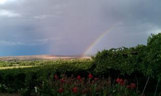 Rainbow over the vineyards in South Africa