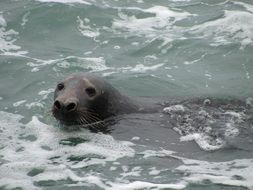 seal sea dog swimming animal