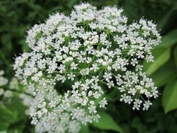 aegopodium podagraria, ground elder blossom