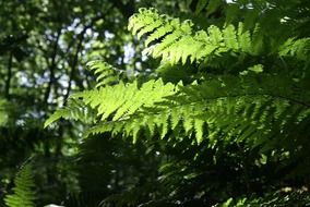 common green fern wood scene