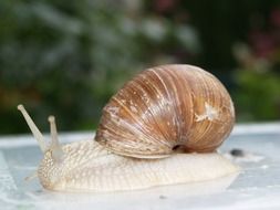 Snail close-up