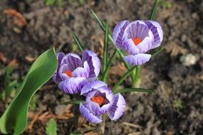 three purple crocus in clay