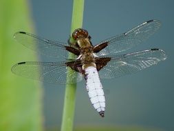 big dragonfly insect macro