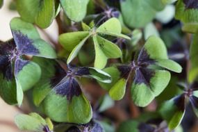 ornamental lucky clover
