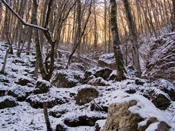 forest mountains rocks