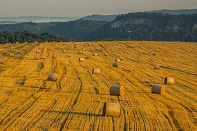 harvest time in the end of summer