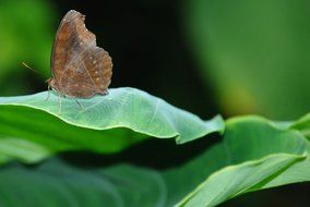 Brown butterfly on a green leaf of a plant