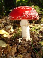fly amanita mushroom