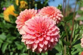 dahlia flower in the garden