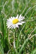 white daisy among the grass on a blurred background