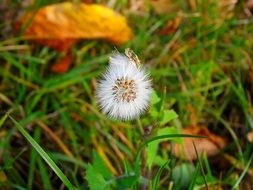 single dandelion in the green grass