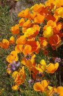 Summer poppies