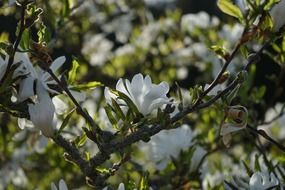 white magnolie
