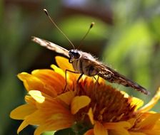 butterfly on the yellow garden flower