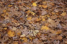 A lot of the brown and yellow leaves in autumn