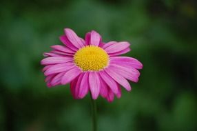 blooming purple daisy