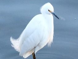 crane bird wildlife portrait