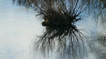 tree reflection on the water