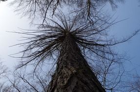 tall tree without leaves