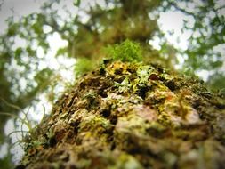 tree bark in the forest