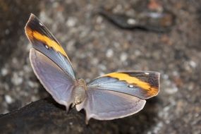 grey orange butterfly