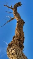 view from below of dry winding wood