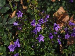 bunch of bellflowers