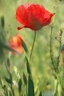 red poppy wildflower