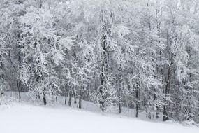 forest in the frost