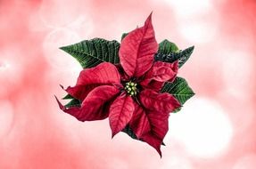 christmas poinsettia flower on the pink background