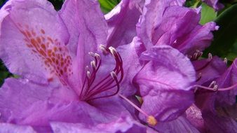 extraordinarily beautiful rhododendron flower