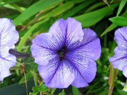 Purple petunia flowers