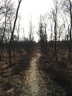 among the gloomy trees trail