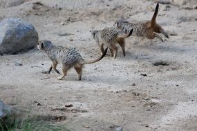 Meerkats on the sand