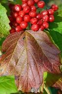 closeup photo of red berries on the autumn leaf