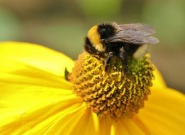 furry bee on a yellow flower