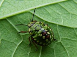 marvelous beetle green