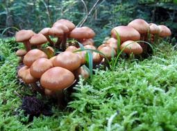 wet brown mushrooms in the forest