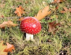 fly agaric is a kind of poisonous mushrooms