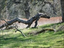 log tree fallen