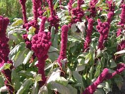 Purple flowers blossom in nature