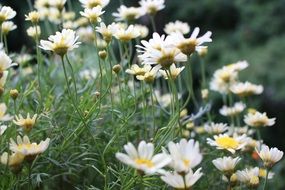 field of white daisies with green leaves