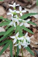 white blooming cutleaf toothwort