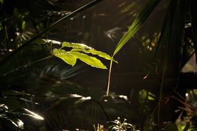 closeup photo of sunlight on green plants in the dark