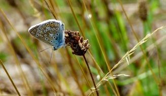 butterflies bug blue