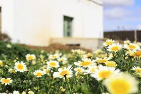 Landscape of daisies flowers