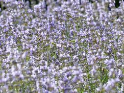 Field of blossoming purple lavender